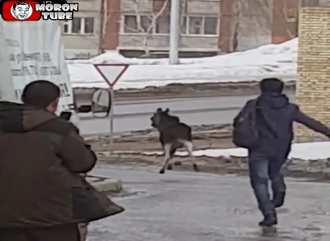 Video :Russia - a guy tosses a cat at a moose to frighten it away
